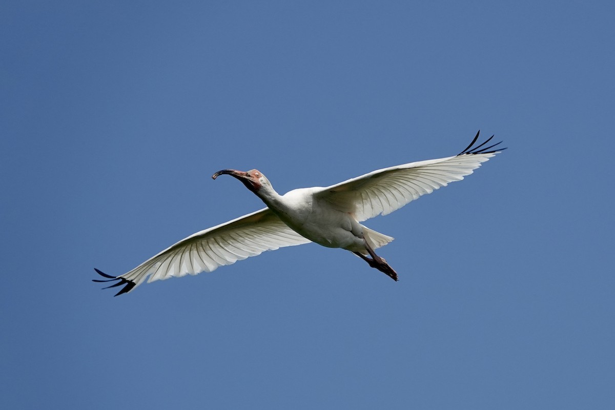 White Ibis - ML619718959