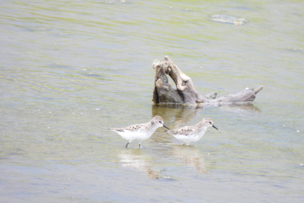 Semipalmated Sandpiper - Zoey Magner