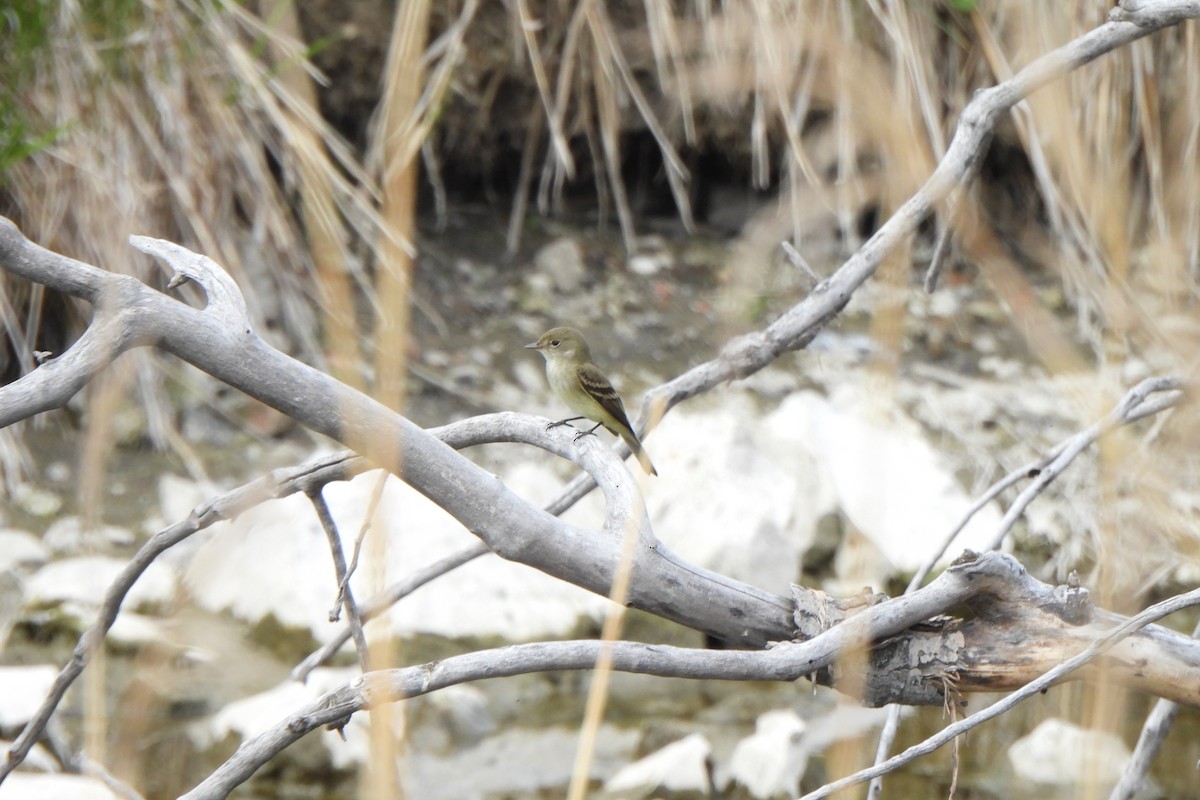 Alder Flycatcher - ML619719000