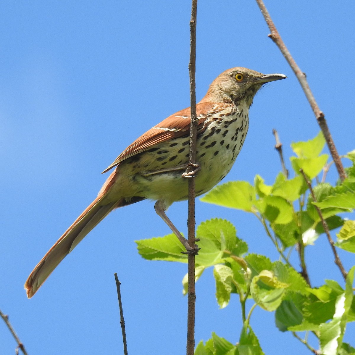 Brown Thrasher - ML61971901