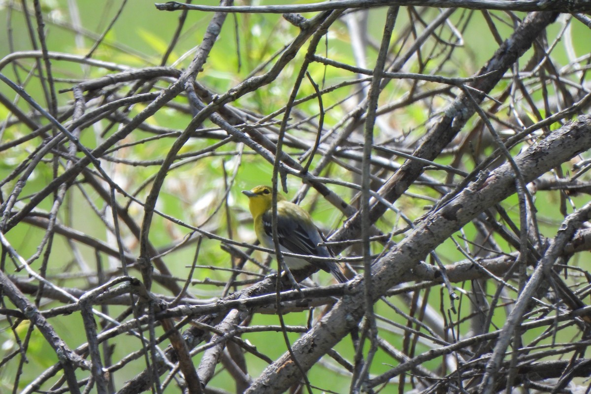 Yellow-throated Vireo - Zoey Magner