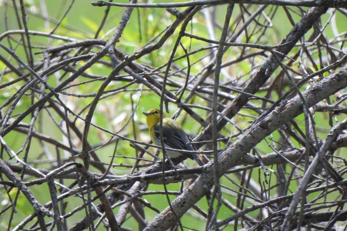 Yellow-throated Vireo - ML619719053