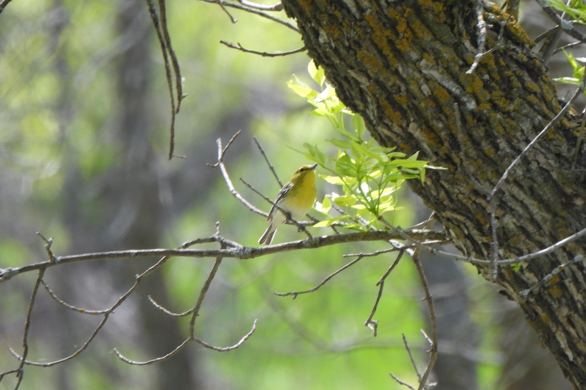 Vireo Gorjiamarillo - ML619719054