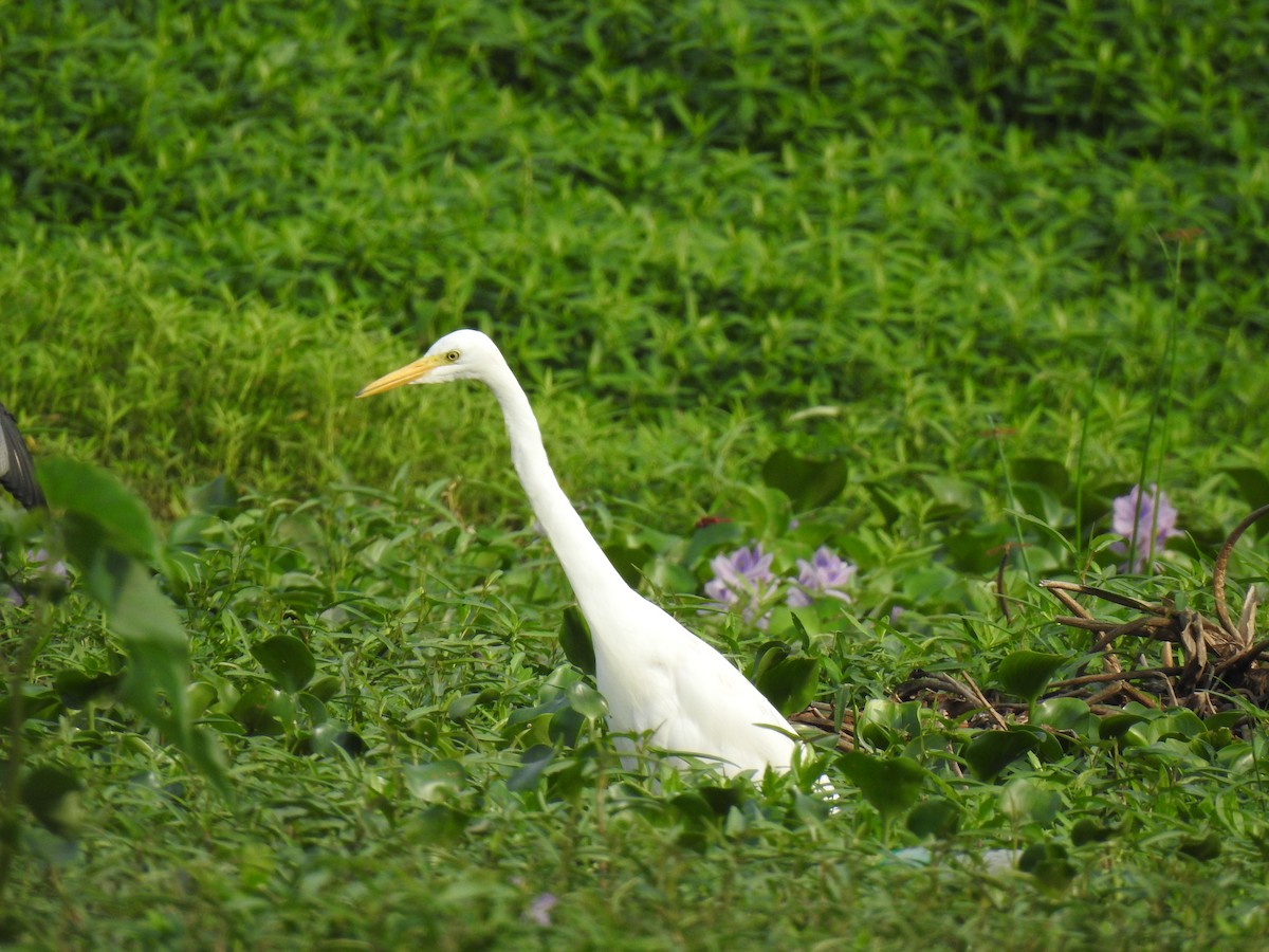 Great Egret - ML619719058