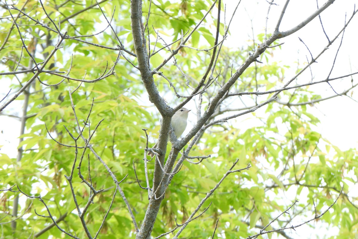 Warbling Vireo - ML619719060