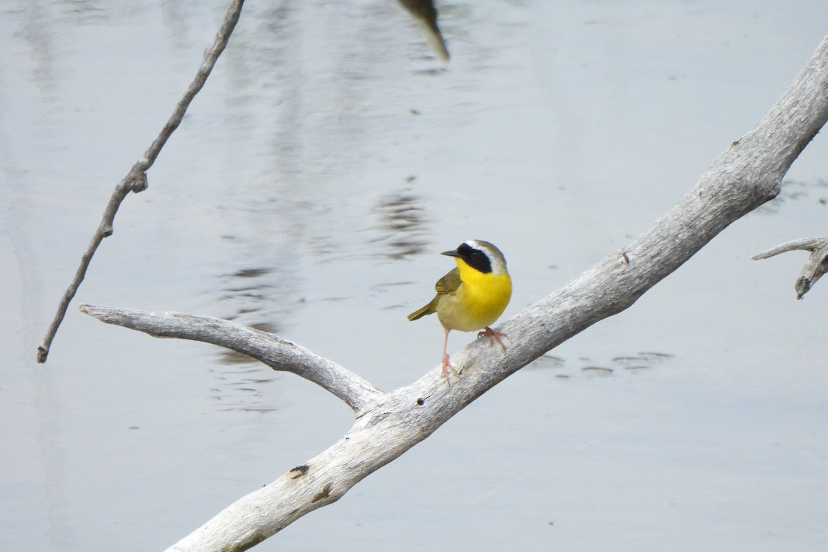 Common Yellowthroat - ML619719082