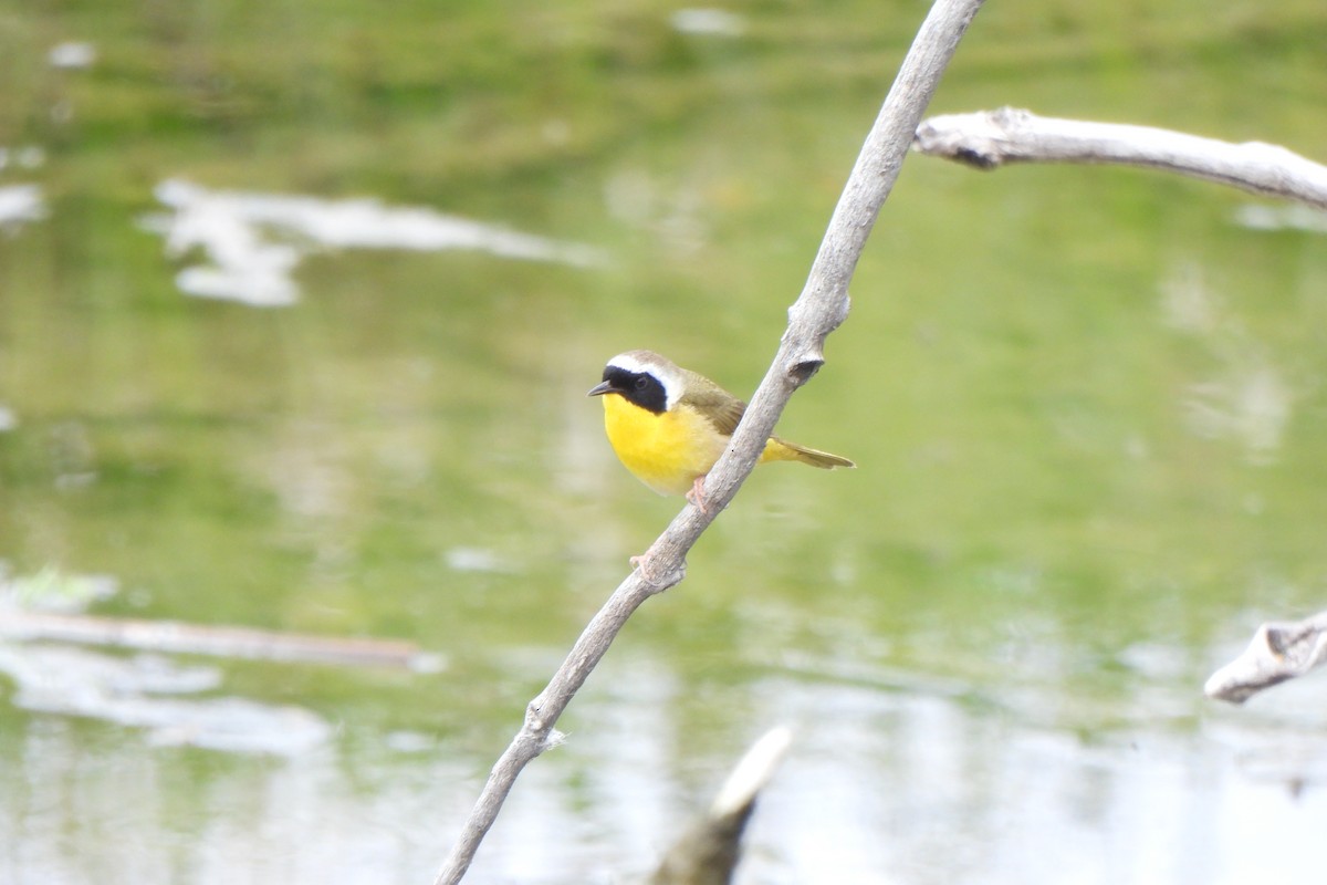 Common Yellowthroat - ML619719083