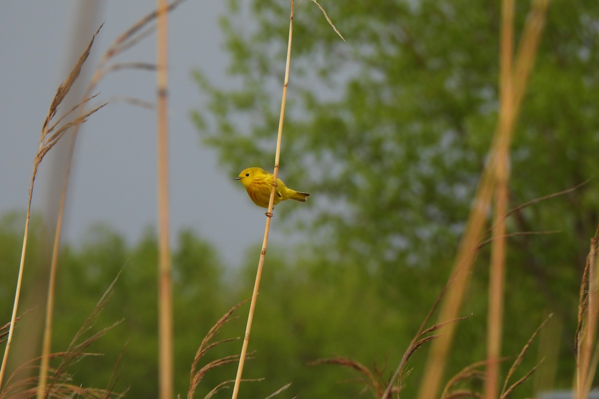 Yellow Warbler - ML619719087