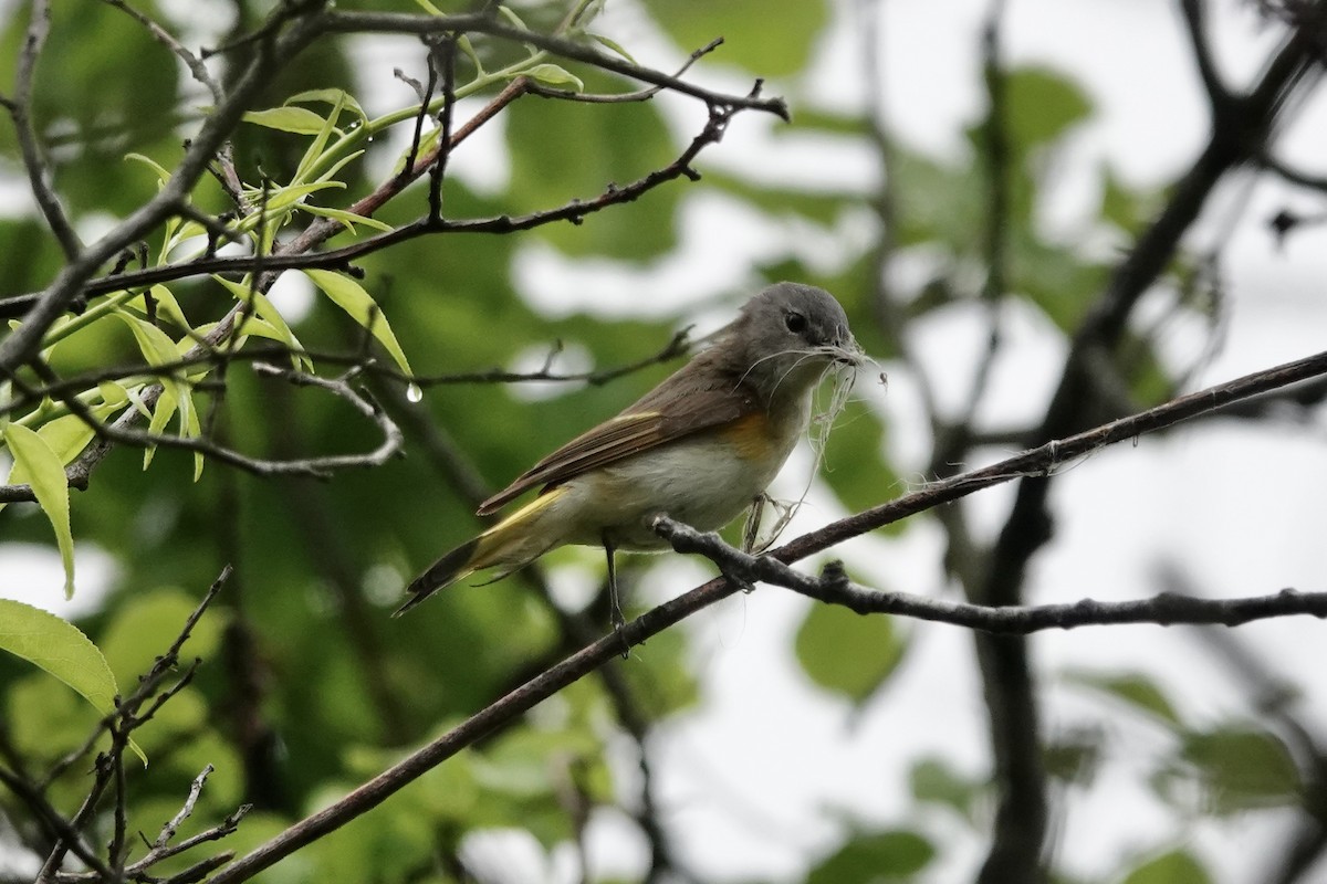 American Redstart - ML619719089