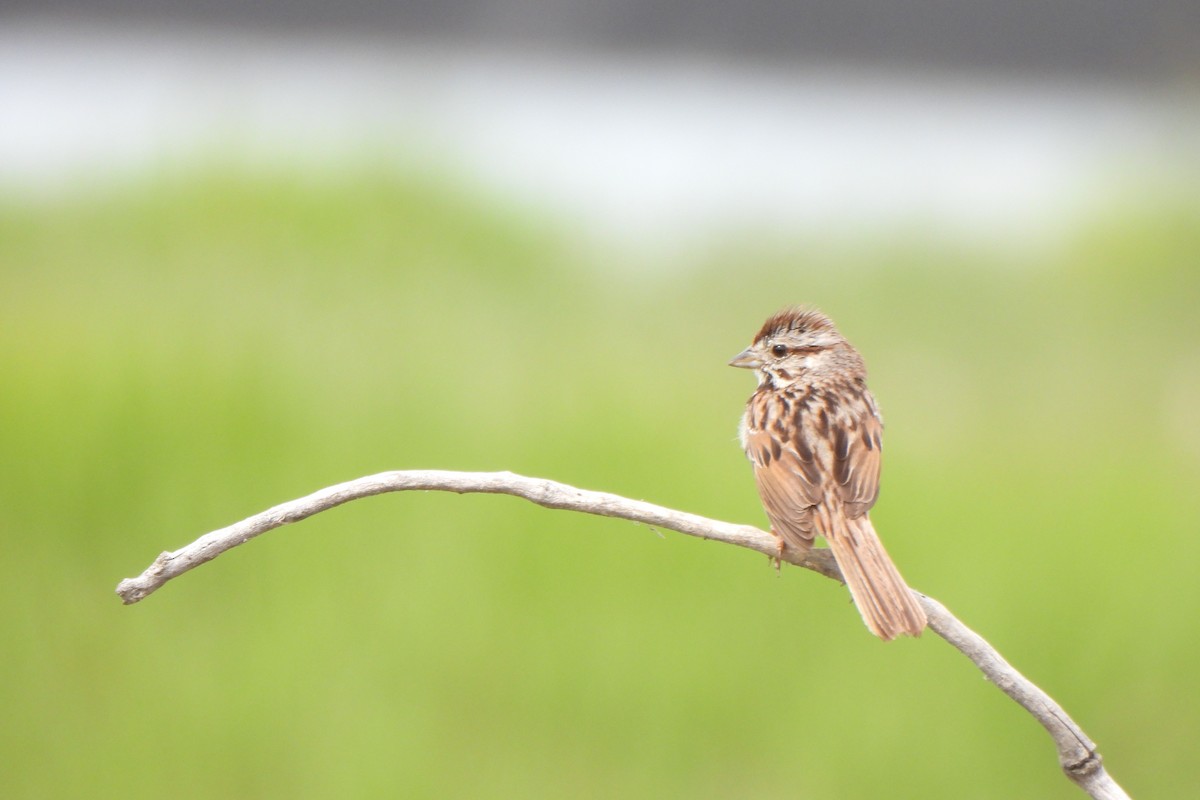 Song Sparrow - ML619719119