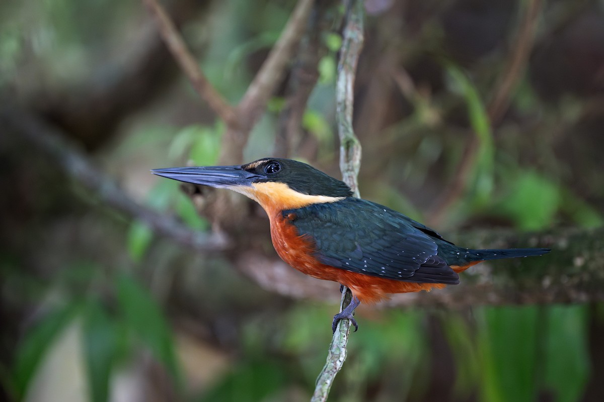 Green-and-rufous Kingfisher - ML619719128