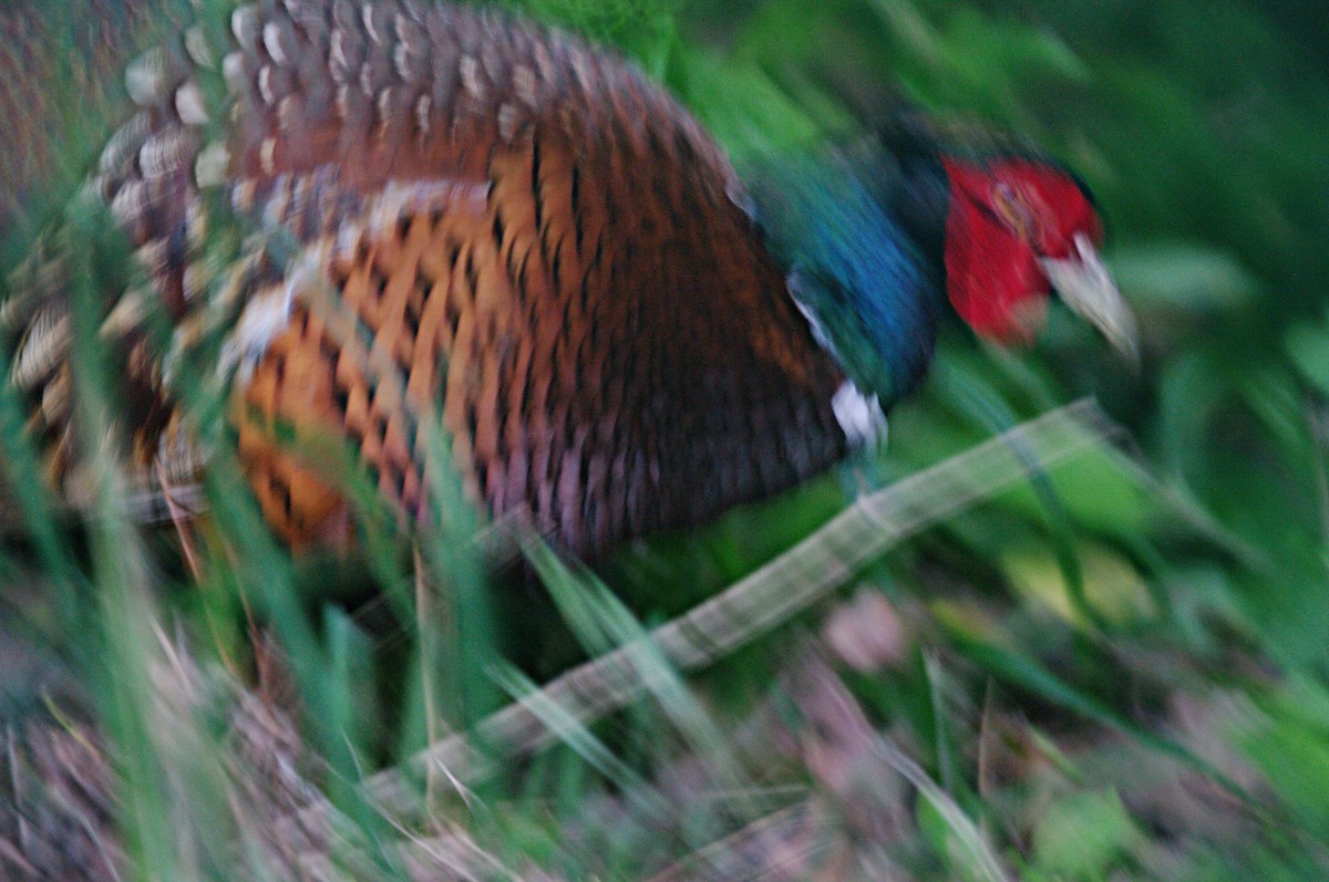 Ring-necked Pheasant - ML619719140