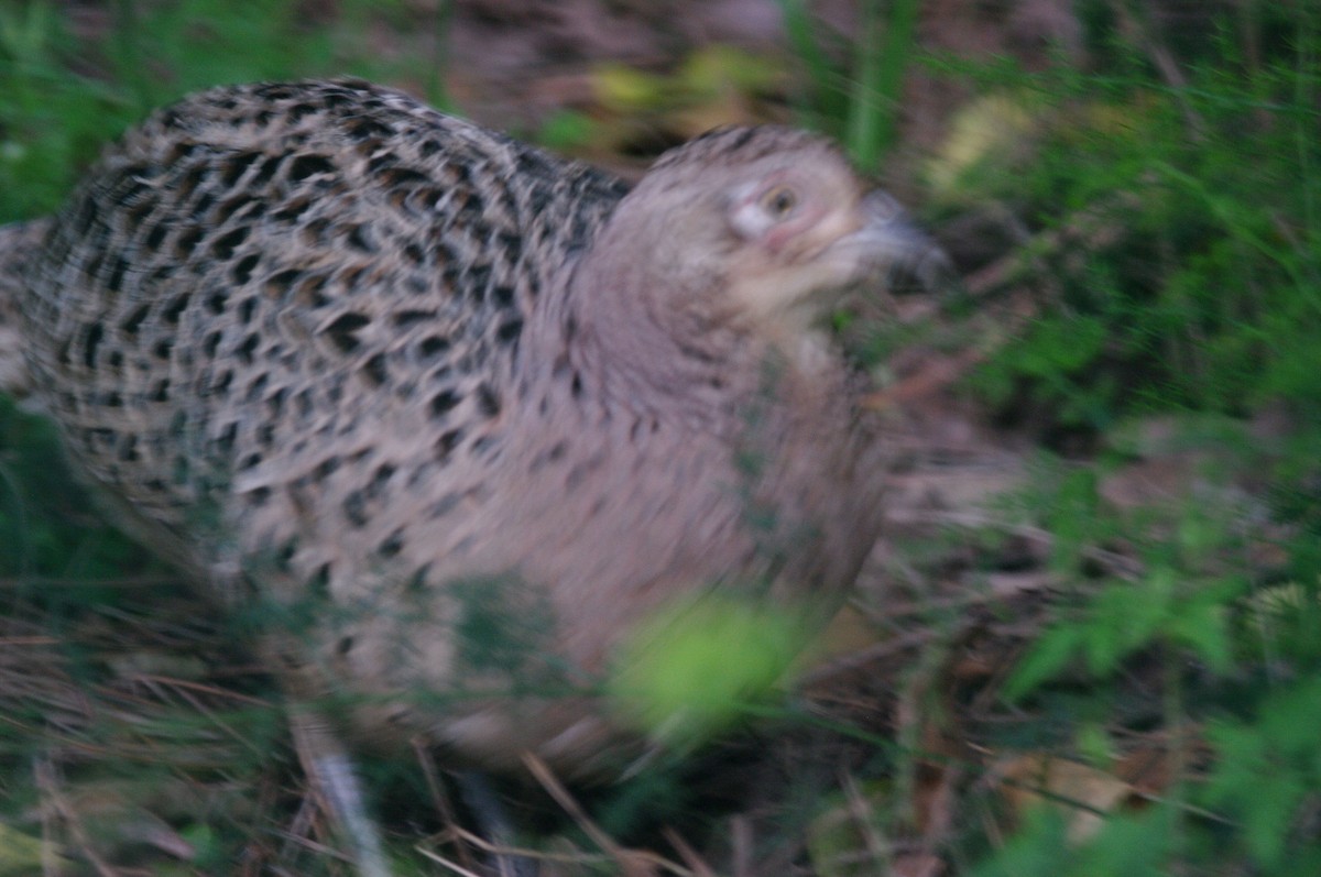 Ring-necked Pheasant - ML619719141