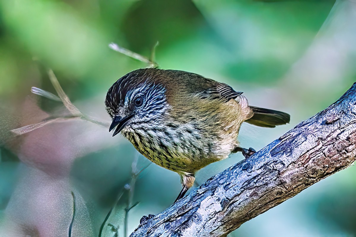 Striated Thornbill - ML619719150