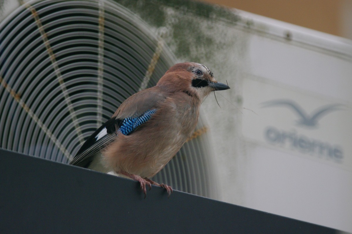 Eurasian Jay - ML619719162