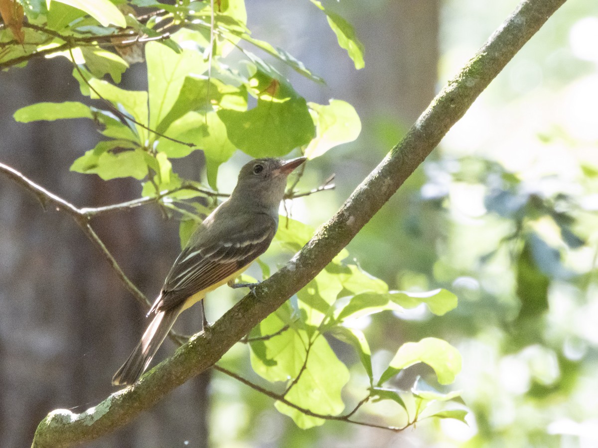 Great Crested Flycatcher - ML619719170