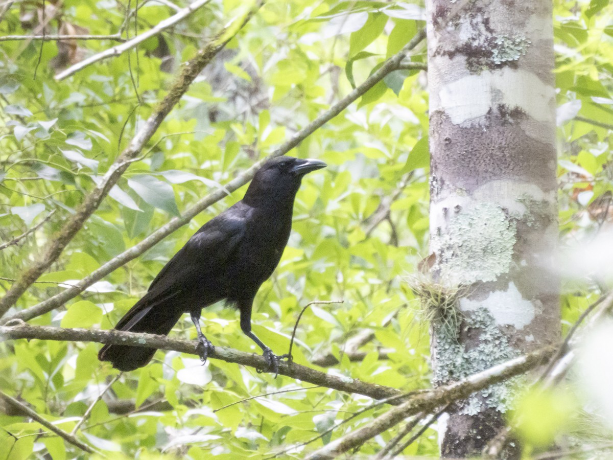 American Crow - ML619719172