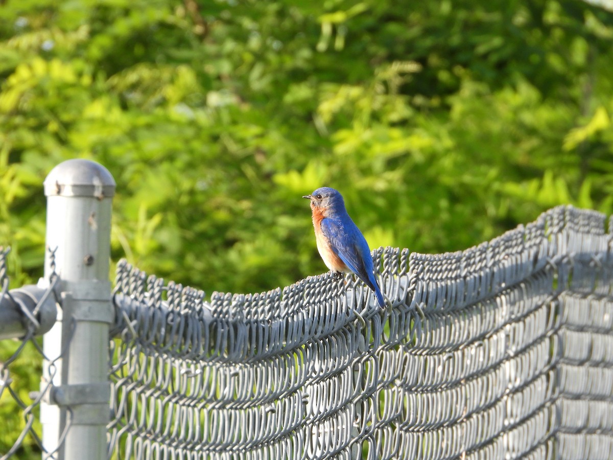 Eastern Bluebird - ML619719175