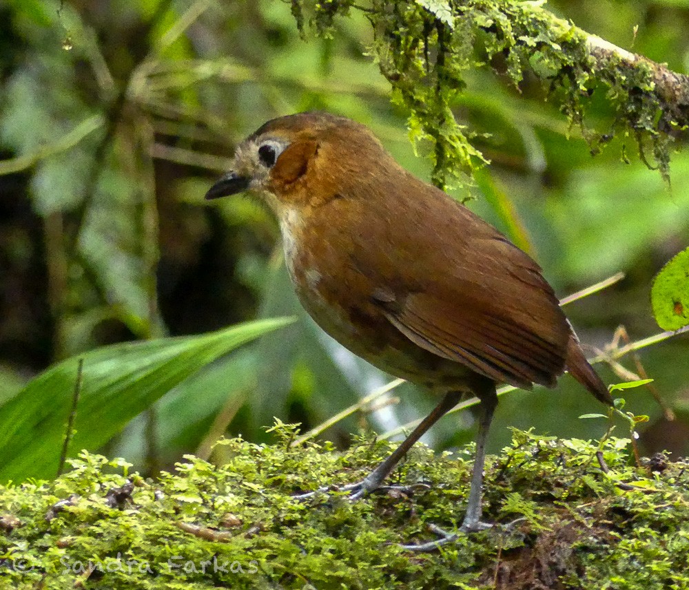 Rusty-tinged Antpitta - ML619719194