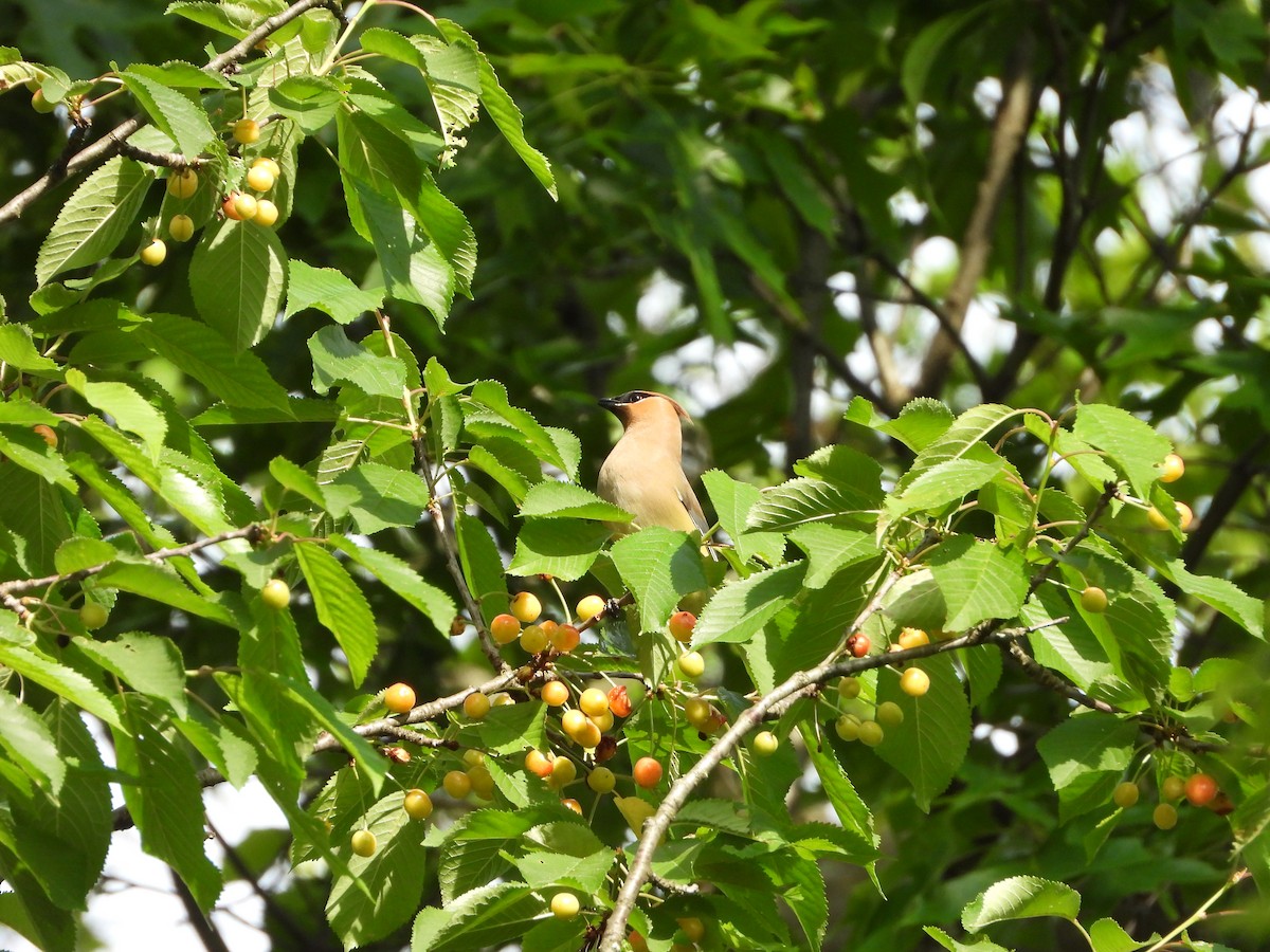 Cedar Waxwing - ML619719229