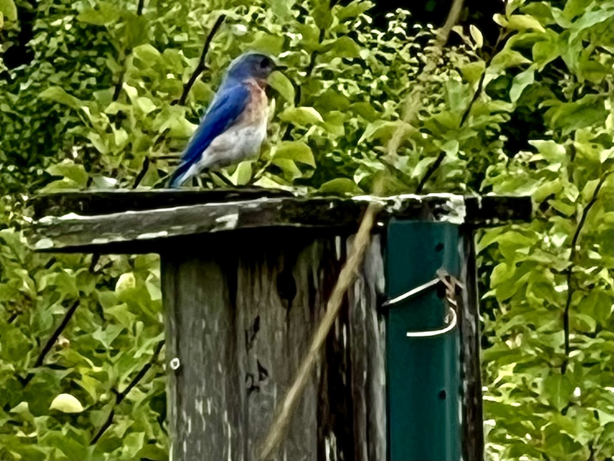 Eastern Bluebird - ML619719232