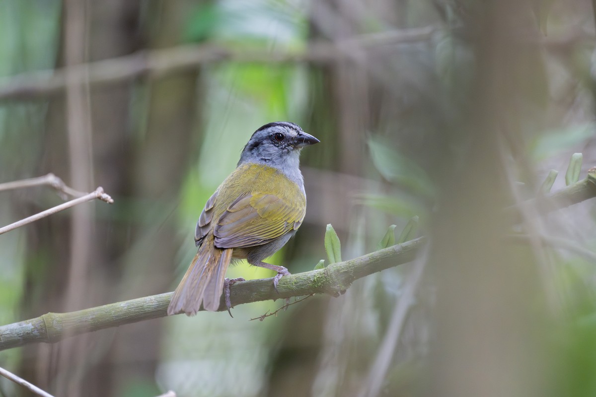 Black-striped Sparrow - ML619719233