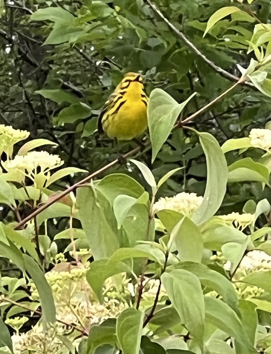 Prairie Warbler - ML619719251