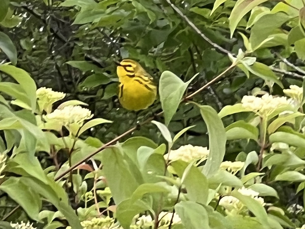 Prairie Warbler - ML619719252