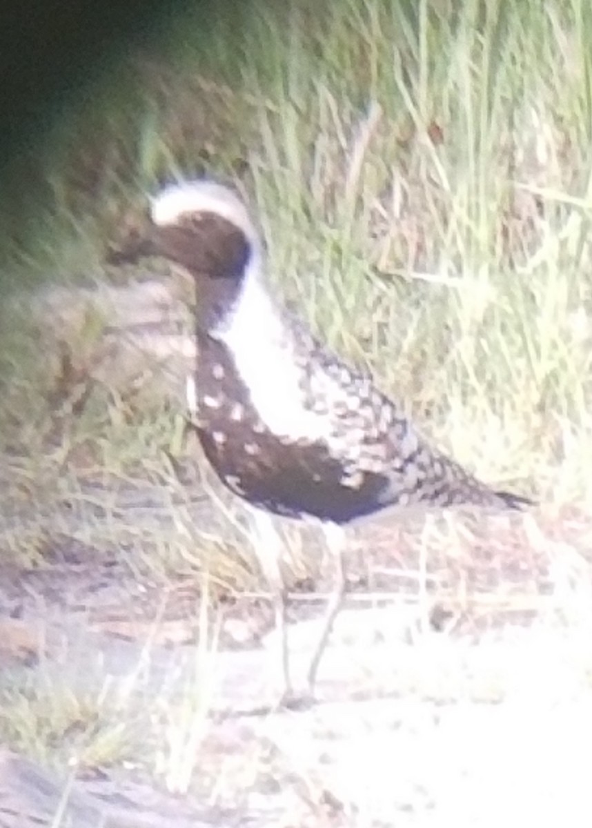 Black-bellied Plover - ML619719253