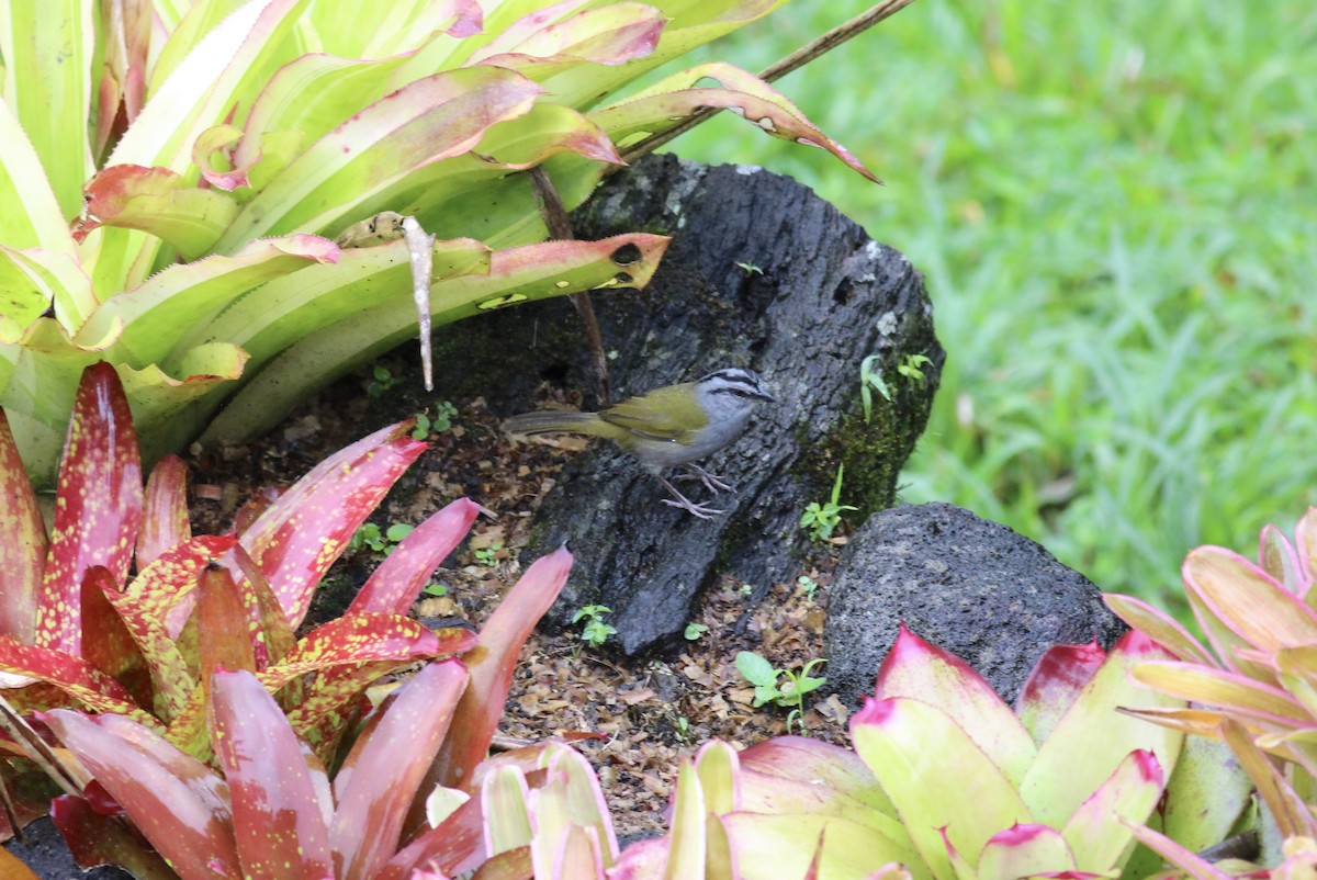 Black-striped Sparrow - ML619719262