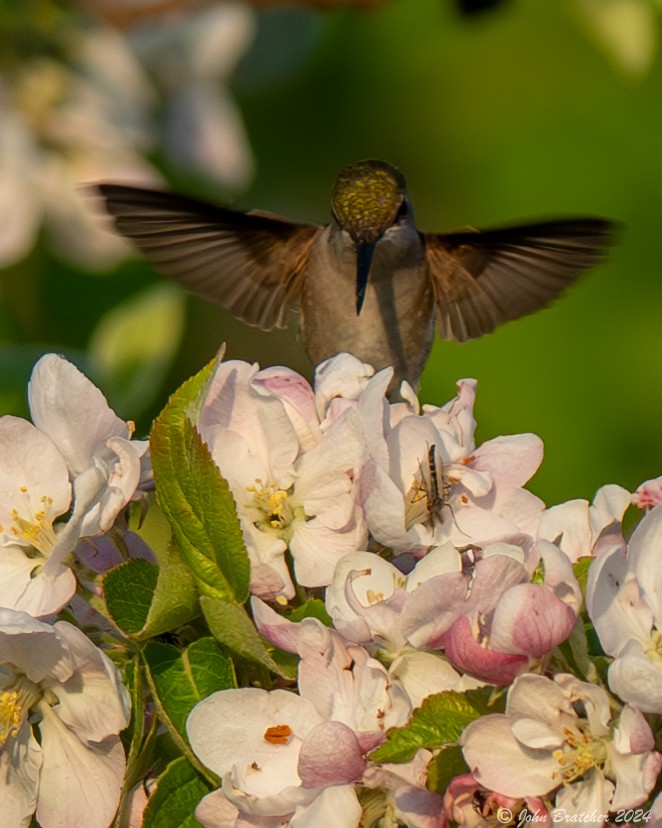 Ruby-throated Hummingbird - ML619719267