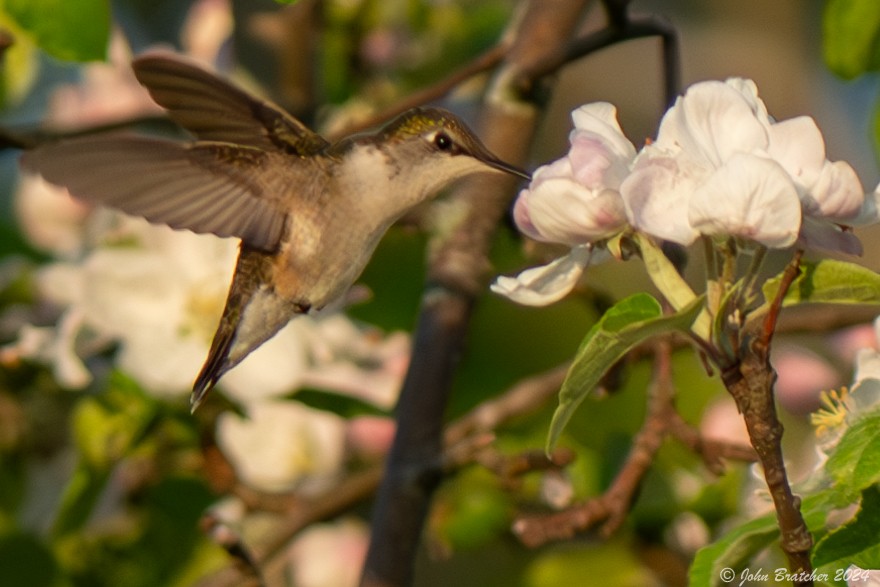 Ruby-throated Hummingbird - ML619719268