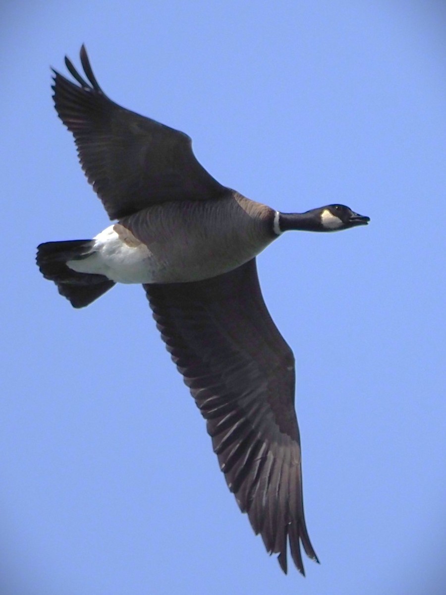 berneška malá (ssp. leucopareia) - ML619719351