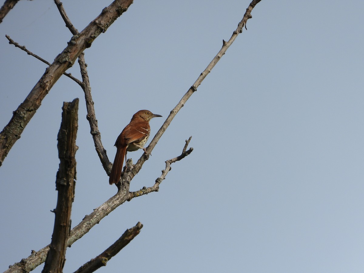 Brown Thrasher - ML619719362