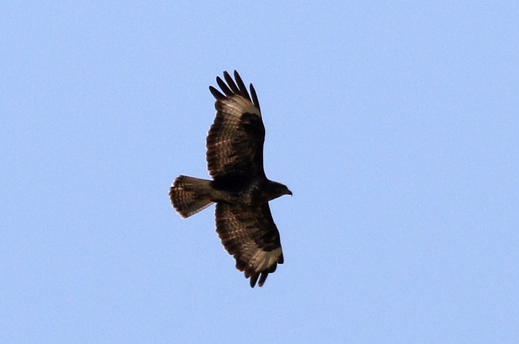 Common Buzzard - ML619719363