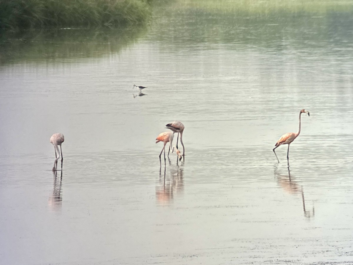 American Flamingo - ML619719376