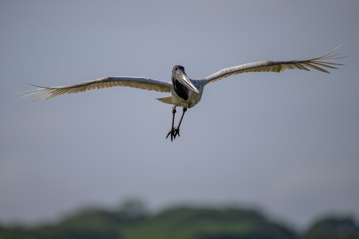 Jabiru - ML619719379