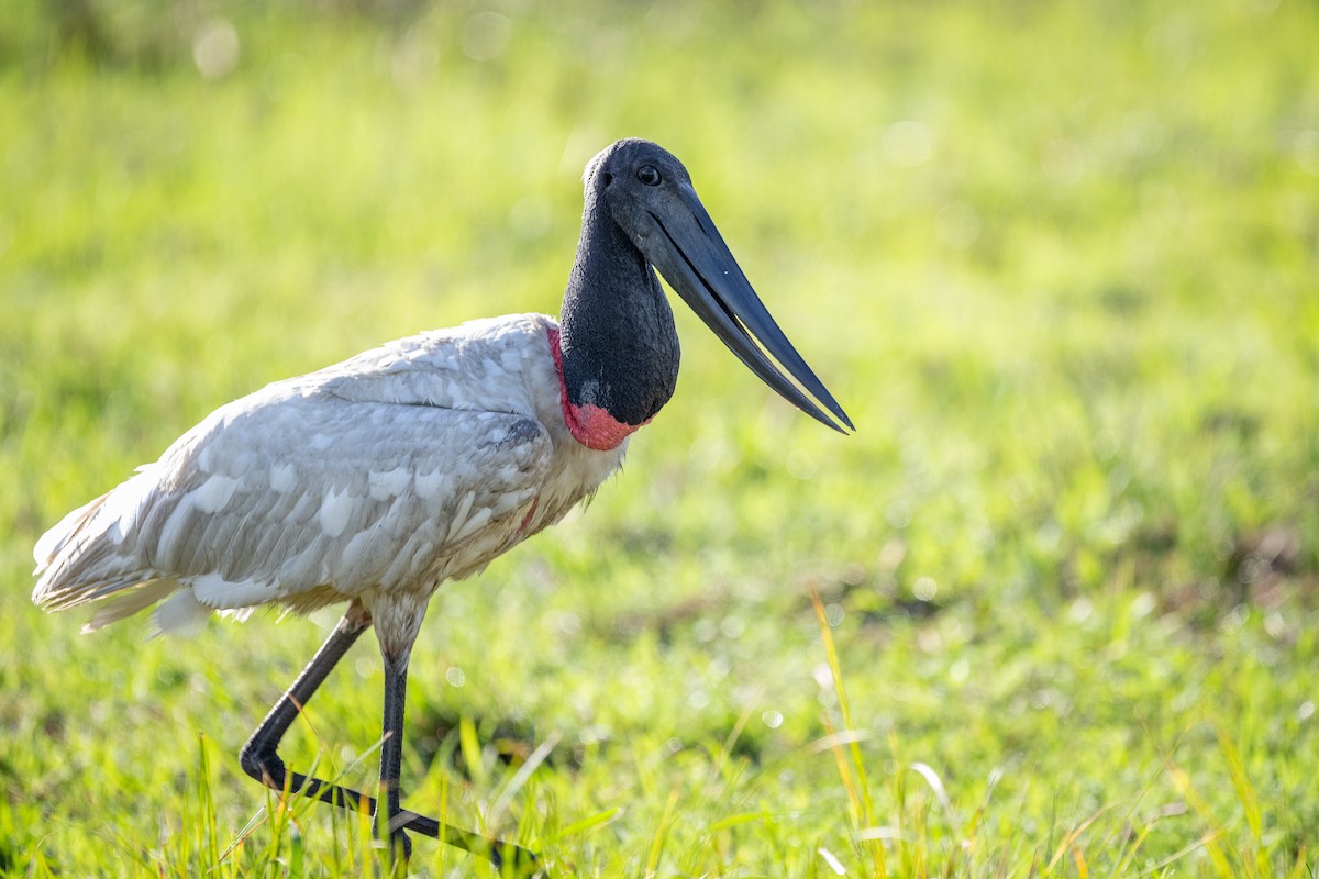 Jabiru - ML619719380