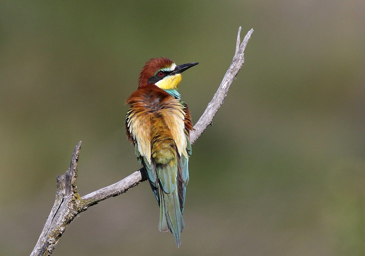 European Bee-eater - ML619719388