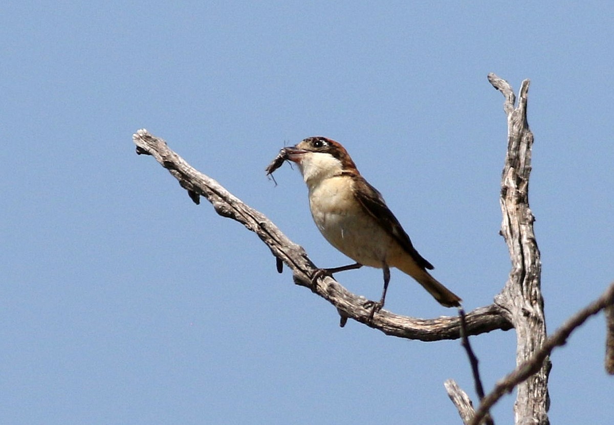 Woodchat Shrike - ML619719402