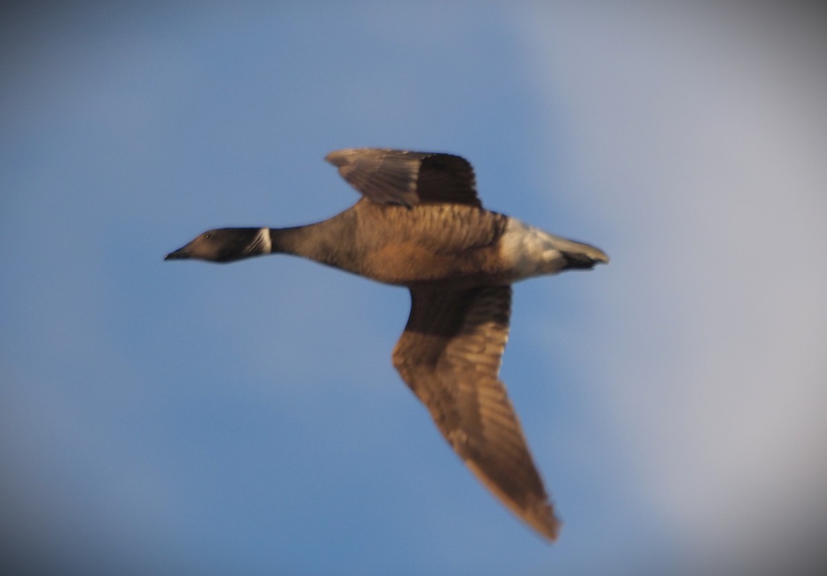 Barnacla Canadiense Chica (leucopareia) - ML619719420