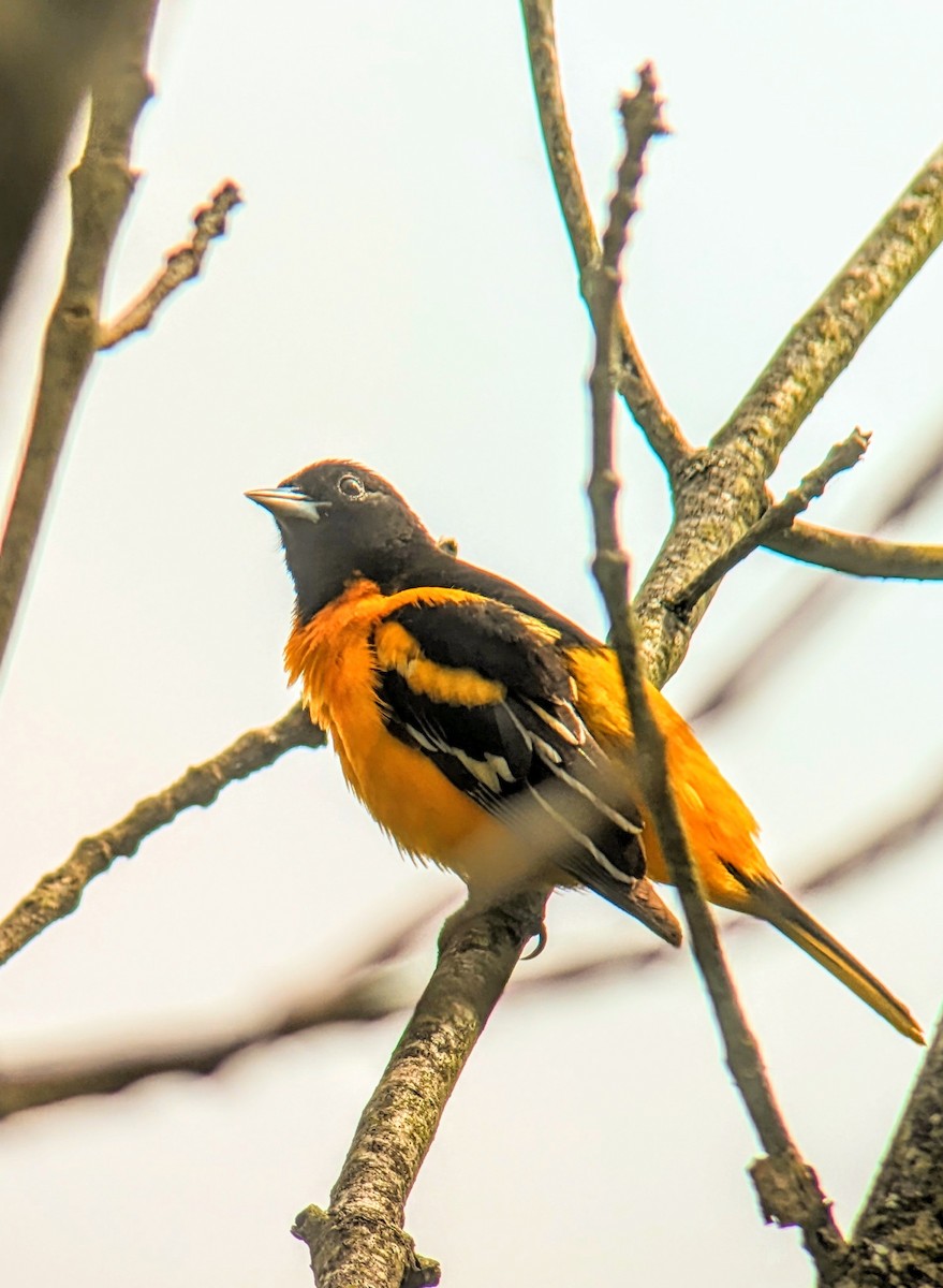 Baltimore Oriole - ML619719449