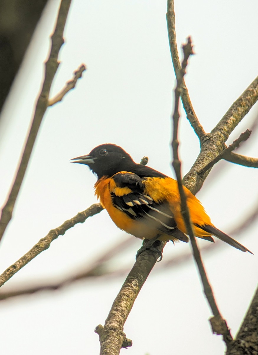 Baltimore Oriole - ML619719462