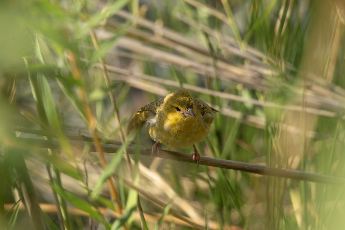 Southern Masked-Weaver - ML619719481