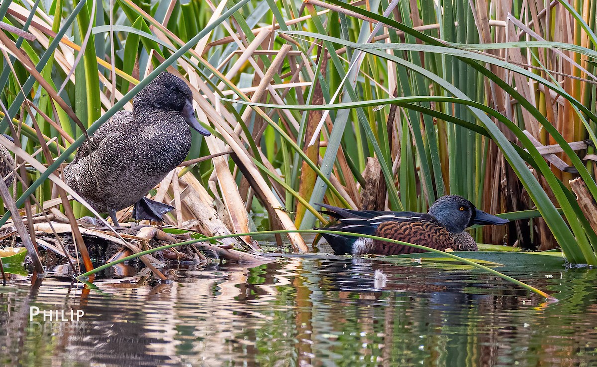 Freckled Duck - ML619719486