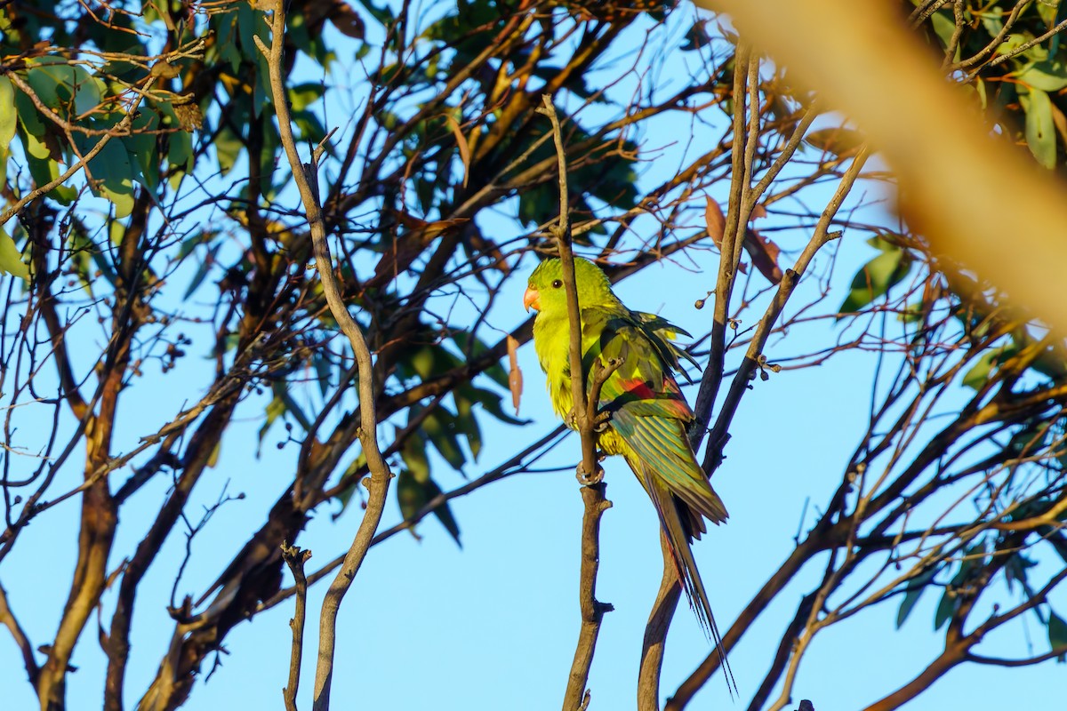 Regent Parrot - ML619719509