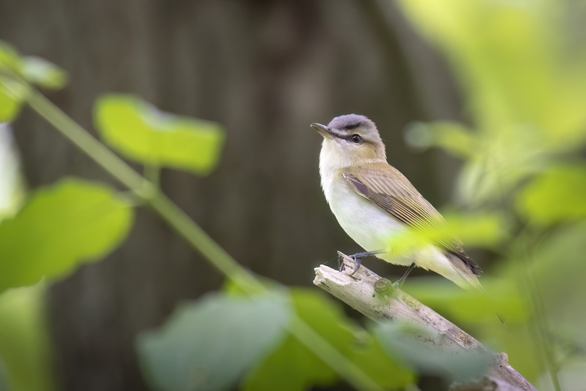 Red-eyed Vireo - ML619719538