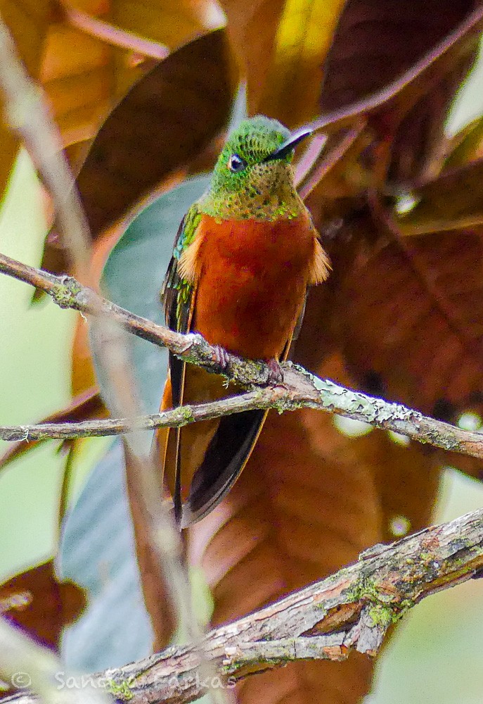 kolibřík peruánský - ML619719559