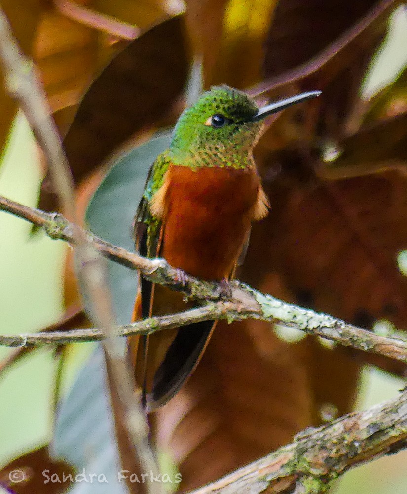 kolibřík peruánský - ML619719560