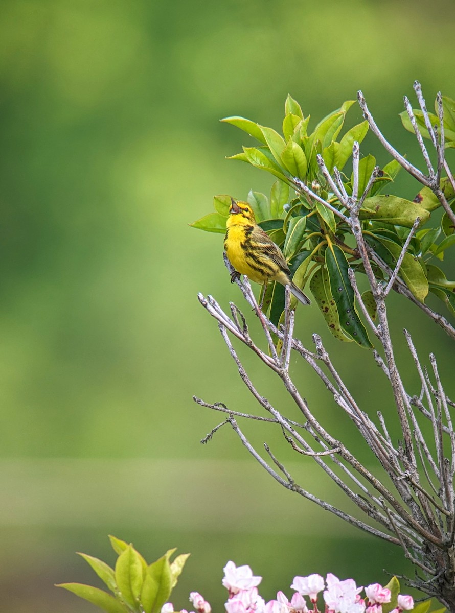 Prairie Warbler - ML619719578